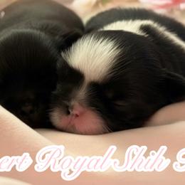 Shih Tzus from DESERT ROYAL SHIH TZU