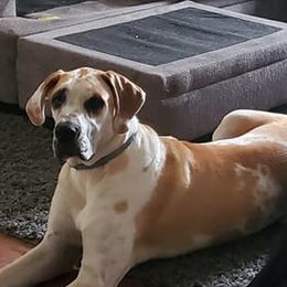 Great Danes from Vazquez Family Danes