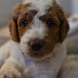 Goldendoodles from DaisysdoodlesAZ