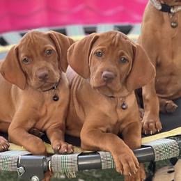 Boy 2nd pick - Golden rust male Vizsla puppy in Boaz, Alabama from MountainTop Vizslas