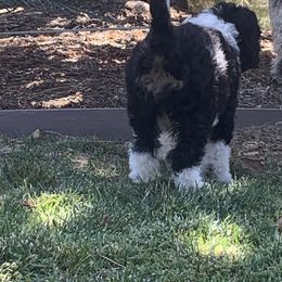 Bernedoodle and French Bulldog Puppies from Top of the Hill Frenchies and Bernedoodles