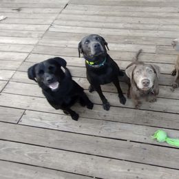 Dilute Retrievers and Labrador Retrievers from Fork Creek Labradors