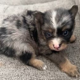 Blue merle girl - Blue merle female Pomeranian puppy in Newport News, Virginia from Itty bitty friends