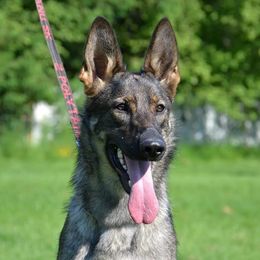 German Shepherds from Legacy Shepherd Kennels LLC