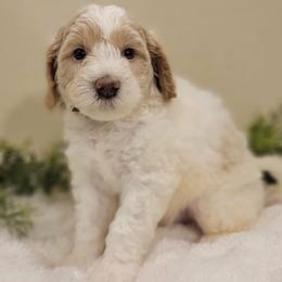 Fitz- Brown Collar - Parti male Goldendoodle puppy in Fort Worth, Texas from Stacy Warwick