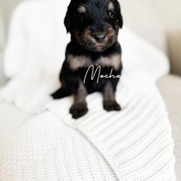 Mocha - Phantom female Bernedoodle puppy in Cedar County, Missouri from Sac River Goldendoodles  & Bernedoodles LLC