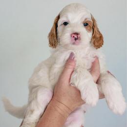 The Situation - Parti male Goldendoodle puppy in Chandler, Arizona from K Farm Doodles