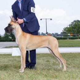 Piper - Great Dane