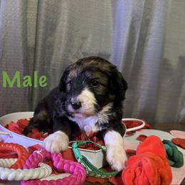 Green - Tri-color male Bernese Mountain Dog puppy in Delton, Michigan from Rocky Top Acres