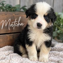 Matcha - Black tri-color male Australian Shepherd puppy in Traer, Iowa from Kelly's Australian Shepherds