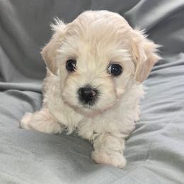Raven - Cream female Maltipoo puppy in Brooksville, Florida from DeVall Maltipoos