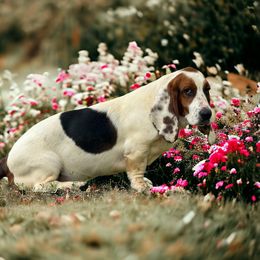 Noodle - Basset Hound