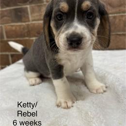 Ketty - Blue tan and white female Beagle puppy in Rogersville, Missouri from Hales Little Beagle Haven