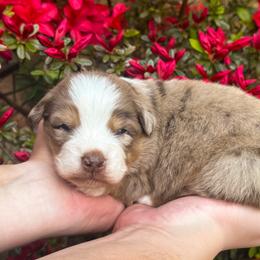 AKC Frosty (Natural Tail) - Red merle male Australian Shepherd puppy in Jonesborough, Tennessee from 5AFarms