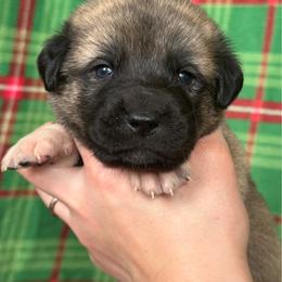 Boreas - Gray fawn male Anatolian Shepherd Dog puppy in Rapid River, Michigan from Echolight Australian Shepherds