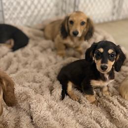 Evangeline- Hidden Dapple - Black and cream female Dachshund puppy in Baton Rouge, Louisiana from Bayou d’ Elara Dachshunds
