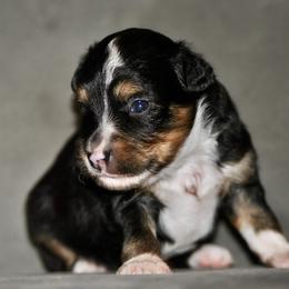 Carson - Black tri male Toy Australian Shepherd puppy in Bixby, Oklahoma from Roeboat Aussies