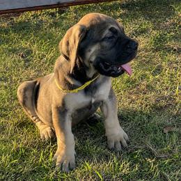 Stout Dark Coated Male - Brown male Boerboel puppy in Mansfield, Texas from Dynasty Blue Ridge Boerboel