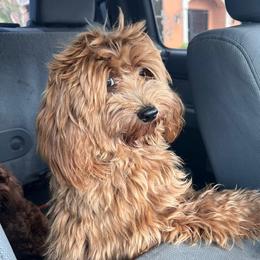Tiki - Goldendoodle