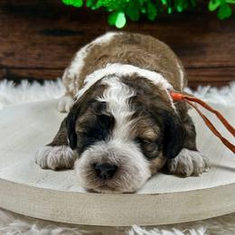 Joey - Brown white and tan male Cockapoo puppy in Lancaster, Missouri from Cavapoo Acres