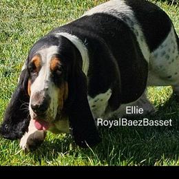 Ellie - Black brown and white female Basset Hound puppy in Sidney, Nebraska from Royal Baez Basset