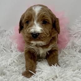 Meli's Pink Female - Apricot female Goldendoodle puppy in Great Falls, Montana from Montana Goldendoodles