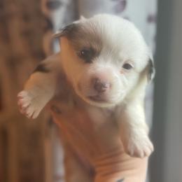 Diamond - Blue merle and white female American Corgi puppy in East Oakdale, California from Rhettro Kennels