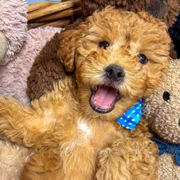 Wilem - Apricot male Goldendoodle puppy in Santa Clara, Utah from Desert Dawn Doodles