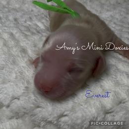 Everest (Green) - Cream male Dachshund puppy in Jena, Louisiana from Amy’s Mini Doxies