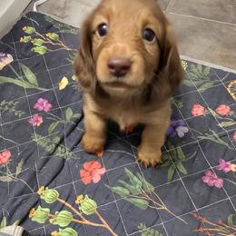 Charlie - Chocolate and tan male Dachshund puppy in Cottonwood, Arizona from Ohana Mini Dachs