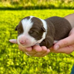 Marlboro - Red & white male Miniature Australian Shepherd puppy in Mount Carmel, Tennessee from Hill Top Mini Aussies