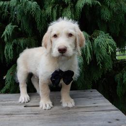 Denver - Cream male Labradoodle puppy in Millersburg, Ohio from My Pals