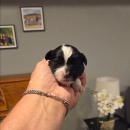 Lacey - Black & white female Maltipoo puppy in Everett, Washington from Meadows Ranch