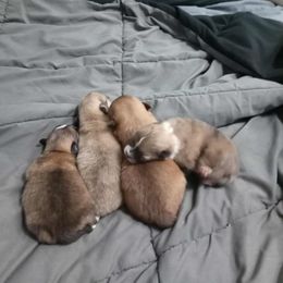 Pomeranian Puppies from Pretty Pampered Poms