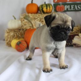 Quita - Fawn female Pug puppy in Tuscola, Illinois from Dream on puppies