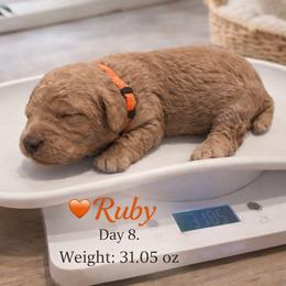 Ruby- Red Pure Poodle, Smaller Standard Poodle - Red  female Poodle puppy in Sacramento, California from Robinsnest Poodles