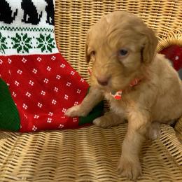 Pooh Bear - Red  male Goldendoodle puppy in Camden, North Carolina from Oopsie Doodles of NC