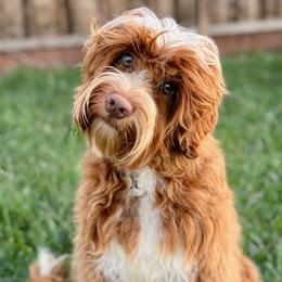 Charm - Australian Labradoodle