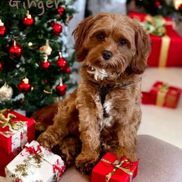 Ginger - Cavapoo