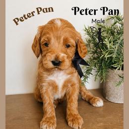 Peter pan - Red  male Goldendoodle puppy in Hilton, New York from The House of Goldendoodle