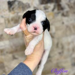 Chiffon - Black and white female Cavapoo puppy in Midland, Michigan from Northern Charm Farm