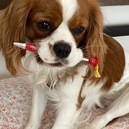 Ollie - Cavalier King Charles Spaniel
