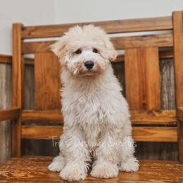 Saffron - Cream male Aussiedoodle puppy in Centreville, Mississippi from Trin's Designer Doodles