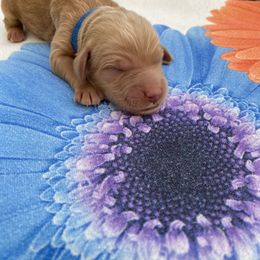 Goldendoodle Puppies from Cottage Companion Doodles