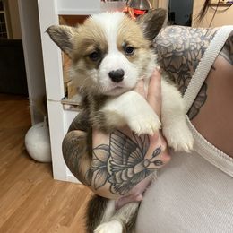 American Corgi Puppies from R and b corgis and farm