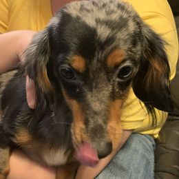 Milque toast - Dachshund