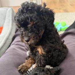 Lucy - Tri-color female Cavapoo puppy in West Olive, Michigan from House of Cavapoos