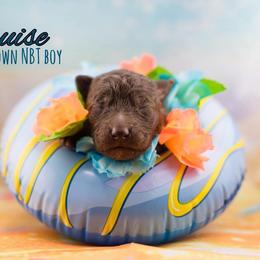 Cruise - Brown male Mudi puppy in Villa Ridge, Missouri from Mythic Mudi