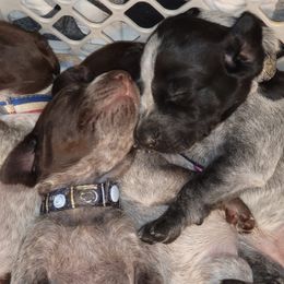 German Shorthaired Pointers from Hanes GSP