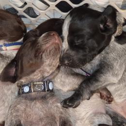 German Shorthaired Pointers from Hanes GSP
